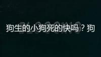 狗生的小狗死的快嗎？狗生的小狗死了