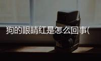 狗的眼睛紅是怎么回事(狗的眼睛有一層白膜是怎么回事)