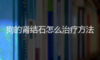 狗的腎結石怎么治療方法視頻？狗的腎結石咋辦