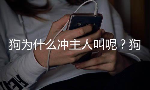 狗為什么沖主人叫呢？狗狗為什么沖主人叫