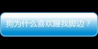 狗為什么喜歡睡我腳邊？狗為什么喜歡睡主人腳旁邊