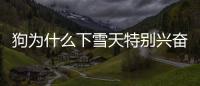 狗為什么下雪天特別興奮？狗為什么喜歡雪地