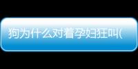 狗為什么對著孕婦狂叫(狗為什么對孕婦很好)