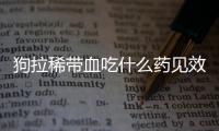 狗拉稀帶血吃什么藥見效最快(狗拉稀拉血了是什么原因呢)