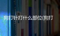 狗打針打什么部位(狗打針感染了爛個洞用什么藥)