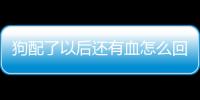 狗配了以后還有血怎么回事？狗狗配了十多天后出血