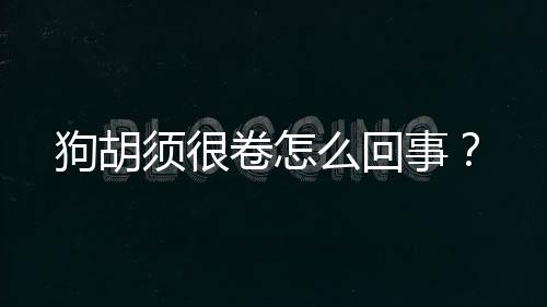 狗胡須很卷怎么回事？