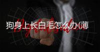 狗身上長(zhǎng)白毛怎么辦(薄荷長(zhǎng)白毛怎么辦)