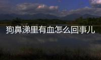 狗鼻涕里有血怎么回事兒？狗鼻涕里有血怎么回事啊