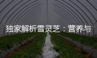 獨家解析雪靈芝：營養與美容的黃金秘籍！