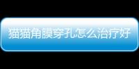 貓貓角膜穿孔怎么治療好？貓咪角膜穿孔還能恢復到以前嗎