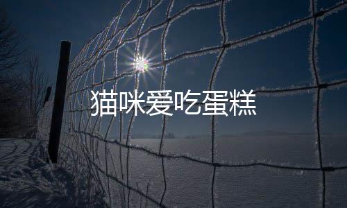 貓咪愛吃蛋糕