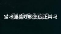 貓咪睡著呼吸急促正常嗎(貓咪睡著呼吸急促肚子顫動第一天到家)