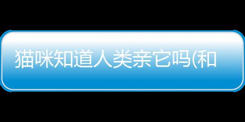 貓咪知道人類親它嗎(和貓咪嘴對嘴親了怎么辦)