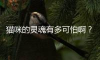 貓咪的靈魂有多可怕啊？貓有靈魂嗎 科學(xué)解釋