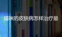 貓咪的皮膚病怎樣治療最好？貓咪的皮膚病怎樣治療好