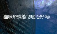 貓咪疥螨能徹底治好嗎(貓咪疥螨會傳染人么)