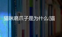 貓咪磨爪子是為什么(貓咪在你面前磨爪子什么意思)