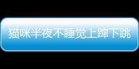 貓咪半夜不睡覺上躥下跳(貓咪半夜不睡覺坐那發(fā)呆什么意思)