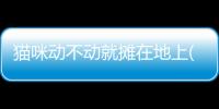 貓咪動不動就攤在地上(貓咪動不動就睡覺正常嗎)