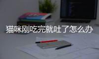 貓咪剛吃完就吐了怎么辦(貓咪為什么剛吃完就吐)