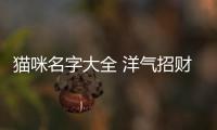 貓咪名字大全 洋氣招財(貓咪名字大全公貓)