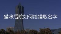 貓咪后院如何給貓取名字？貓咪后院如何給貓取名字好聽