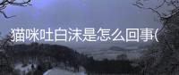 貓咪吐白沫是怎么回事(貓咪吐食物是什么原因造成的)