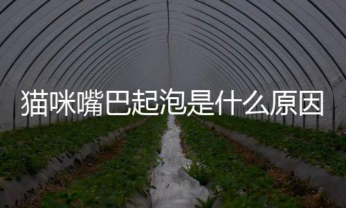 貓咪嘴巴起泡是什么原因（嘴巴起泡是什么原因）