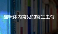 貓咪體內常見的寄生蟲有哪些(貓咪體內驅蟲的正確方法)