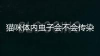 貓咪體內蟲子會不會傳染到人身上(貓咪體內蟲子)