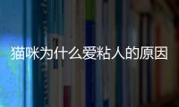 貓咪為什么愛粘人的原因？貓咪為什么這么喜歡粘人