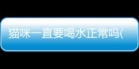 貓咪一直要喝水正常嗎(貓咪一直要喝水什么情況)