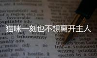 貓咪一刻也不想離開主人  貓咪一刻也不想離開怎么辦