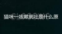 貓咪一咳嗽就吐是什么原因引起的？貓咪一咳嗽就吐是什么原因造成的