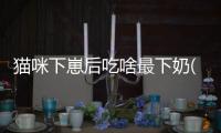 貓咪下崽后吃啥最下奶(貓咪下崽間隔多久下第二個(gè))