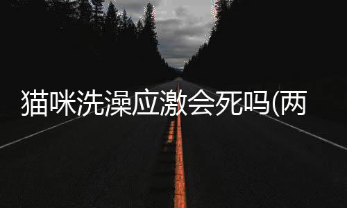 貓咪洗澡應激會死嗎(兩個月的貓咪洗澡會死嗎)