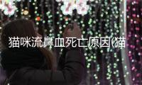 貓咪流鼻血死亡原因(貓咪流鼻血打噴嚏)