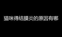 貓咪得結膜炎的原因有哪些？貓咪結膜炎如何引起