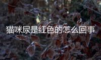 貓咪尿是紅色的怎么回事(貓咪尿淡紅色吃什么藥)