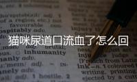 貓咪尿道口流血了怎么回事(貓咪尿道口出血怎么回事)