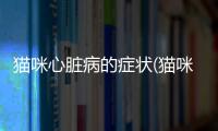 貓咪心臟病的癥狀(貓咪心臟病猝死的癥狀)