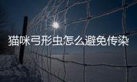 貓咪弓形蟲怎么避免傳染？貓咪弓形蟲怎么避免傳染給人