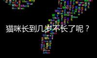 貓咪長(zhǎng)到幾歲不長(zhǎng)了呢？貓咪長(zhǎng)到多大不長(zhǎng)了