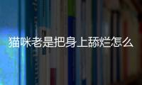 貓咪老是把身上舔爛怎么辦(貓咪一直舔身上同一個(gè)部位)