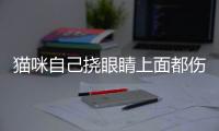 貓咪自己撓眼睛上面都傷了(貓咪撓眼睛的原因)