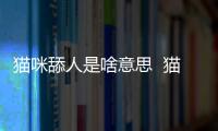 貓咪舔人是啥意思  貓咪舔人的嘴是什么意思