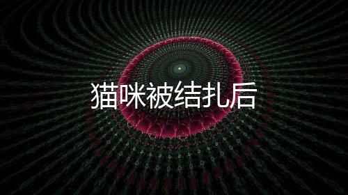 貓咪被結扎后