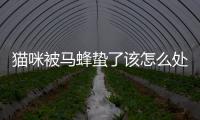 貓咪被馬蜂蟄了該怎么處理(貓咪被馬蜂蟄了會死嗎)