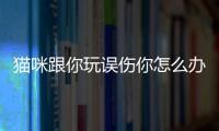 貓咪跟你玩誤傷你怎么辦？貓跟你玩咬你說明什么